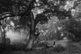 Ancient_oaks_1