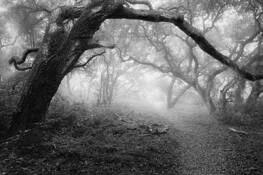 Ancient_oaks_2