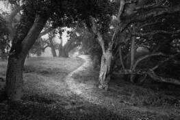 Ancient_oaks_3