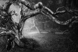 Ancient_oaks_6