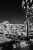 Joshua_trees_nat_l_park