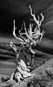 Bristlecone_pine