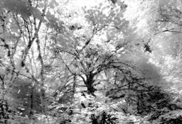 Forest_canopy