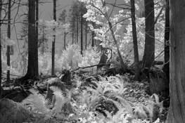 Forest_clearing