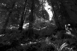 Forest_hillside