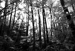 Forest_light