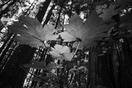 Canopy_light