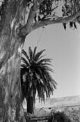 Palm_and_eucalyptus