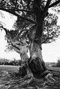 Twisty_tree