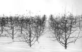Winter_orchard