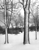 Winter_trees