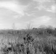 Fields__11