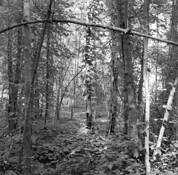 Trees__11