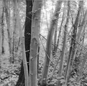 Trees__12