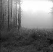 Trees__2