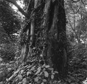Trees__7