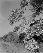Trees__9