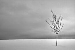 Lonely_tree