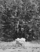 Blooming_tree