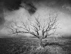 Mauna_kea_tree_study__2
