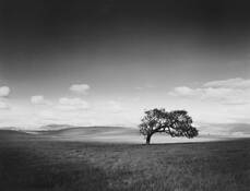 Solitary_oak