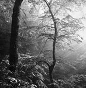 Morning_woods