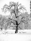 Snow_on_tree_branches