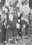 Fall