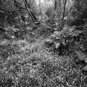 Elements_of_landscape_1