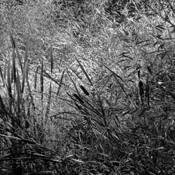 Elements_of_landscape_2