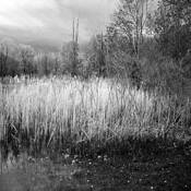 Elements_of_landscape_3
