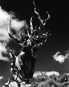 Bristlecone_pine