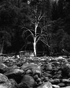 Lone_tree