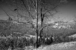 Winter_tree
