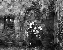 Wall_and_flowers