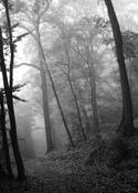 Nebel