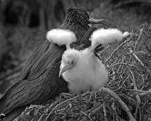 Ready_to_fly