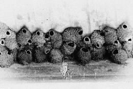 Cliff_swallows_nests