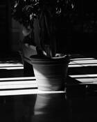 Plantation_dreams