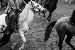 Buzkashi_horse