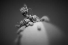 Half-remembered_fun_12