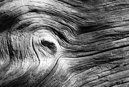 Ore_driftwoo_2