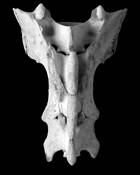 Bones_2