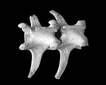 Bones_3