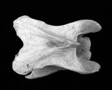 Bones_5