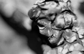 Vestige__25