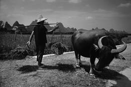 Harvesting_rice