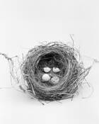 Birdnest