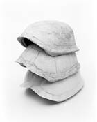 Box_turtle_shells
