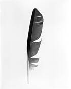 Crow_feather